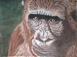 Animaux/Wild life/野生動物