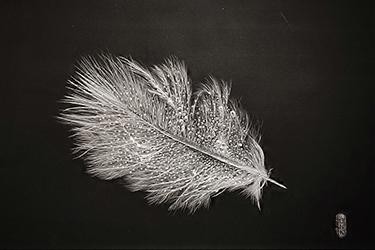 D'un souffle à l'autre/From One Breath to Another/一息一風