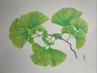 Ginkgo/銀杏