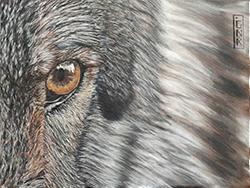 Animaux/Wild life/野生動物